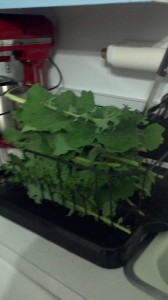 Freshly washed kale from my garden